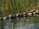 A Group of Aquatic Turtles and an American Alligator Bask on a Log Photographie par Raymond Gehman
