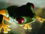 Close-up of a Red-Eyed Tree Frog Photographic Print by Paul Zahl