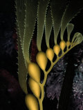 A Gliding Column of Glowing Kelp Illuminates Monterey Bay Photographic Print by Wolcott Henry