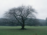 An Oak Tree at Derrybawn House in Ireland Photographic Print by Bill Curtsinger