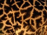 A Close View of a Giraffes Irregular Spots Photographic Print by Michael Nichols