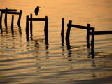 Heron on Dock Photographic Print by Joel Sartore