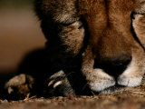 A Close View of a Sleeping African Cheetahs Face Photographic Print by Chris Johns