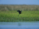 Heron in Flight Photographic Print by Stephen Alvarez