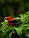 View of an I Iwi Bird on Akala or Hawaiian Raspberry Photographie par Chris Johns
