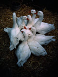 A Close-Knit Group of Geese Photographic Print by Sisse Brimberg