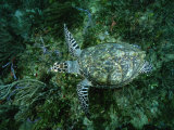 An Endangered Hawksbill Turtle Swims Along the Sea Floor Photographic Print by Brian J. Skerry