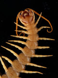 A Giant Desert Centipede Six Inches in Length Photographic Print by George Grall