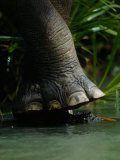 The Foot of an Elephant Fotografisk tryk af Mattias Klum The Foot of an Elephant Fotografisk tryk af Mattias Klum