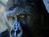 Gros plan sur un gorille Photographie par Joel Sartore