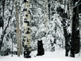 A Gray Wolf Sitting in the Midst of a Snowy Landscape Photographie par Joel Sartore