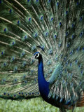 A Captive Male Peacock Displaying His Feathers Photographic Print by Tim Laman