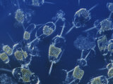 A Close View of Marine Phytoplankton Fotografisk tryk af Bill Curtsinger A Close View of Marine Phytoplankton Fotografisk tryk af Bill Curtsinger