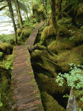 Trail to Punchbowl Cove, Misty Fiords National Monument Photographie par Michael Melford