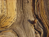 Close View of the Weathered Surface of a 1,500-Year-Old Bristlecone Pine Photographic Print by George F. Mobley