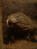 A Komodo Dragon Photographic Print by Tim Laman