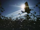 A Crop Duster Spraying a Cotton Field Photographic Print by Kenneth Garrett