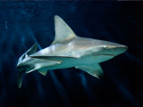 Requin de sable captif Photographie par George Grall