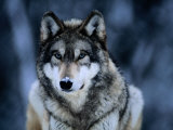 Joel Sartore - Gray Wolf at the International Wolf Center Near Ely Fotografická reprodukce Joel Sartore - Gray Wolf at the International Wolf Center Near Ely Fotografická reprodukce
