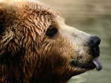 A Portrait of a Captive Kodiak Brown Bear with His Tongue Sticking Out Photographic Print by Tim Laman