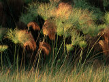Grasses and Tassles Photographic Print by Chris Johns