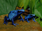 Two Sapphire-Hued Poison Dart Frogs Photographie par George Grall