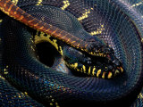 Boelens Python Photographic Print by George Grall
