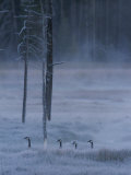 Canada Geese in Single File in Winter Landscape Photographic Print by Norbert Rosing