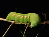 Sphinx Moth Caterpillar Eats its Way Across a Leaf Photographic Print by George Grall
