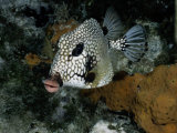 A Smooth Trunkfish Emerges from the Coral Photographic Print by Wolcott Henry