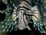 Close View of the Face of a Zebra Lionfish Photographie par Wolcott Henry