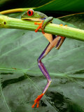 Close View of a Red-Eyed Tree Frog (Agalychnis Callidryas) Climbing onto a Leaf in Costa Rica Photographic Print by Steve Winter