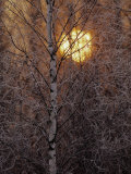 Frost-Covered White Birch Trees with the Sun Rising Behind Fotografie-Druck von Raymond Gehman