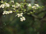 Delicate White Dogwood Blossoms Cover a Tree in the Early Spring Photographic Print by Raymond Gehman