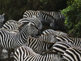A Group of Zebras Photographic Print by Medford Taylor