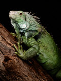 Green Iguana, Also Known as the Common Iguana Photographie par George Grall