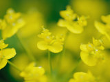 A Close View of Fresh Yellow Wildflowers Photographie par Heather Perry