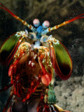 A mantis shrimp Lámina fotográfica por George Grall