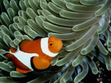 A False Clown Anemonefish Swims Through Sea Anemone Tentacles Photographie par Wolcott Henry