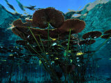 Long-Stemmed Water Lilies Reach for the Hot Mexican Sun Photographic Print by George Grall