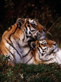 Tigre de Sibérie (panthera tigris altaica) Photographie par Dr. Maurice G. Hornocker