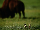 Black-Tailed Prairie Dogs and Bison Lámina fotográfica por Raymond Gehman Black-Tailed Prairie Dogs and Bison Lámina fotográfica por Raymond Gehman