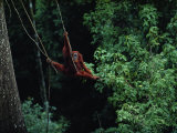 A Sub-Adult Male Orangutan Uses Vines to Swing from Tree to Tree 写真プリント - マイケル・ニコルズ A Sub-Adult Male Orangutan Uses Vines to Swing from Tree to Tree 写真プリント - マイケル・ニコルズ