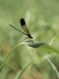 A Graceful Dragonfly Sitting on a Blade of Grass Photographie par Heather Perry