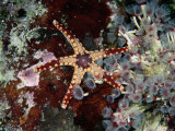 Etoile de mer parmi des vers à tube Photographie par Wolcott Henry