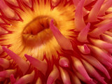 Close-up View of a Sea Anemone Fotoprint van George Grall Close-up View of a Sea Anemone Fotoprint van George Grall