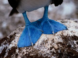 A Close View of the Webbed Feet of a Blue-Footed Booby Photographic Print by Tim Laman
