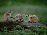 Prairie Dogs Touch Noses in a Possible Prelude to Kin Recognition Photographie par Raymond Gehman