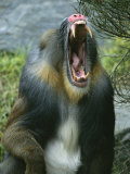 A Yawning Mandrill Photographic Print by Roy Toft
