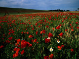 Field of Poppies Fotografisk trykk av Sisse Brimberg